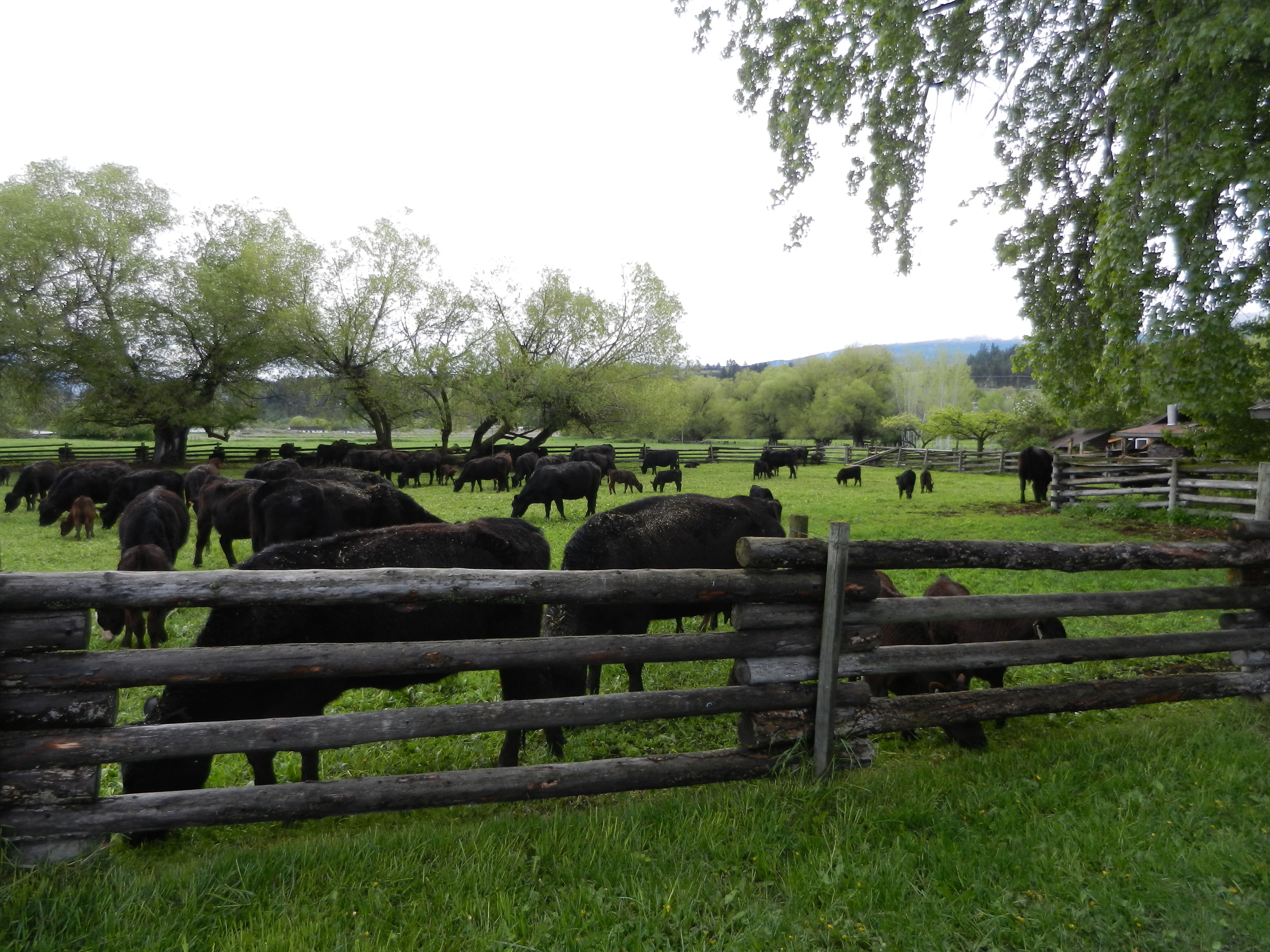 Thomson Family Farm